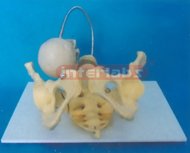 BIRTH DEMONSTRATION MODEL (B TYPE)